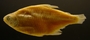 Cheirodon ibicuhiensis 39_6 mmSL FMNH 98573